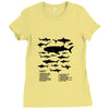 shark chart Ladies Fitted T-Shirt