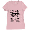 shark chart Ladies Fitted T-Shirt