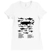 shark chart Ladies Fitted T-Shirt